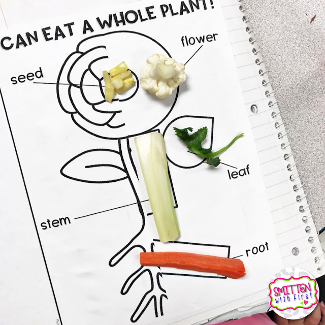 parts of a plant activities 