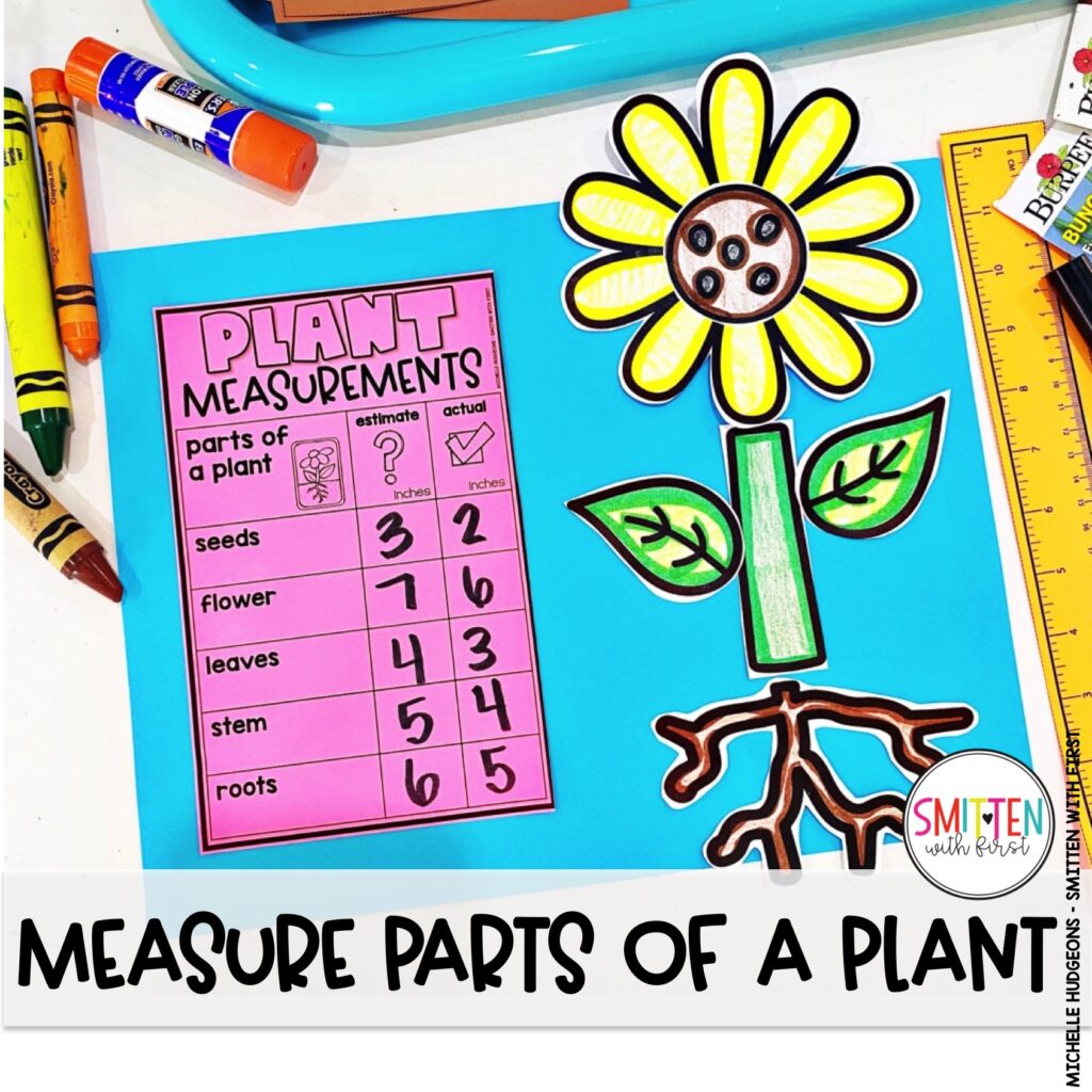 Parts of a Plant Measurement Activities