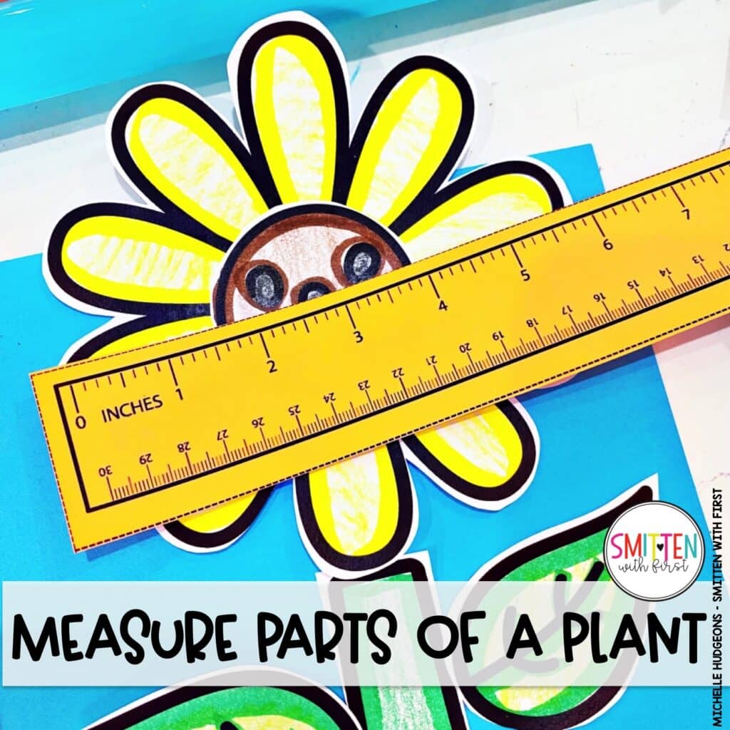 Plant Activities for Kindergarten, 1st Grade, 2nd Grade