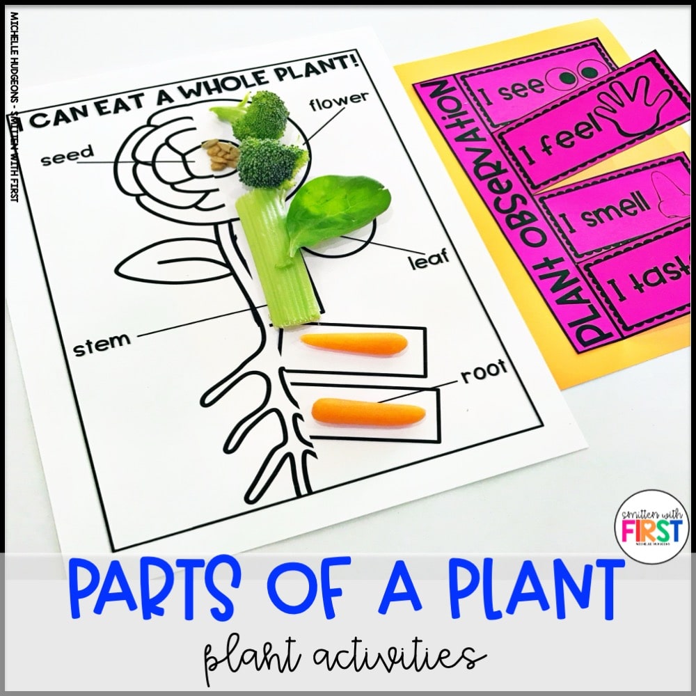 Parts of a Plants Activities and Centers for First Grade Kindergarten 2nd Grade