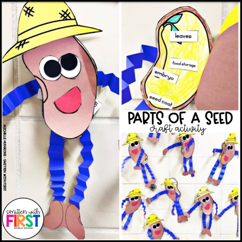 Plants Activities and Centers for First Grade Kindergarten 2nd Grade