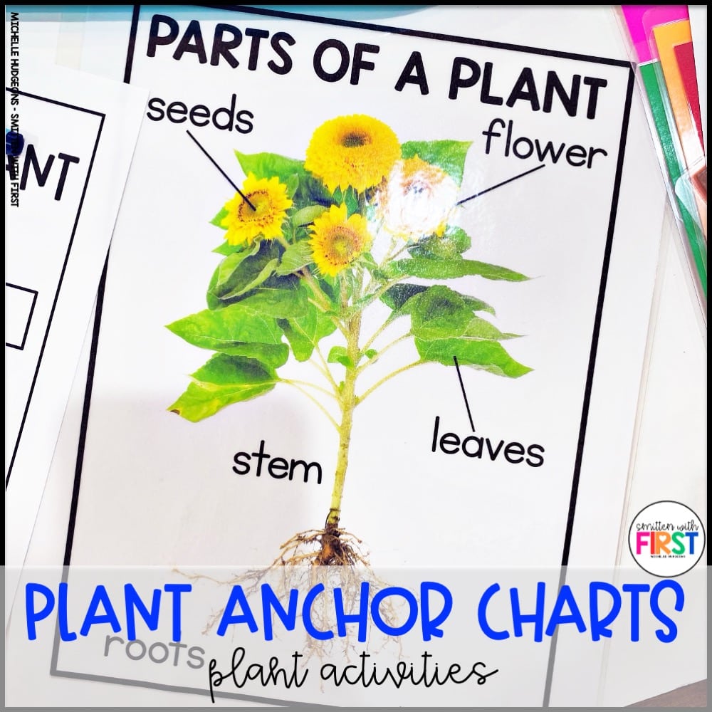 Plants Activities and Centers for First Grade Kindergarten 2nd Grade