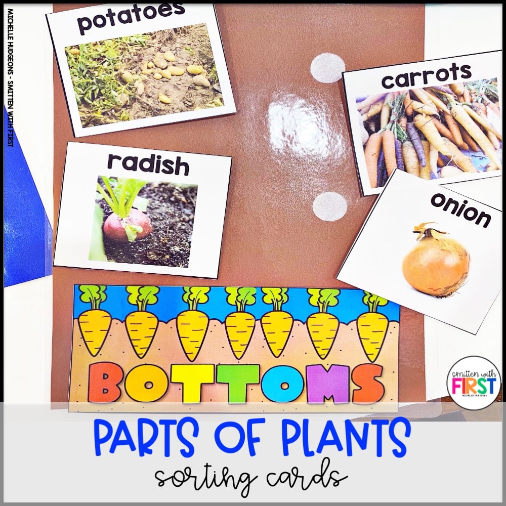 Plants Activities and Centers for First Grade Kindergarten 2nd Grade