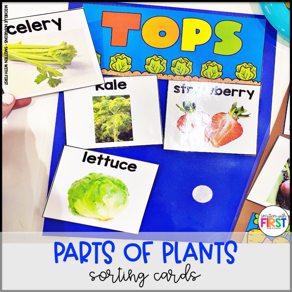 Plants Activities and Centers for First Grade Kindergarten 2nd Grade